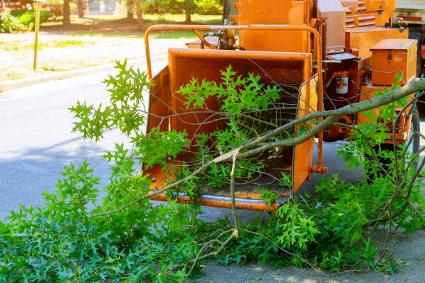 The Steps Involved in Our Tree Care Process in Fairmont, MN